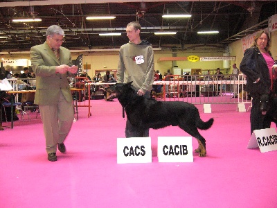 du Mas Roc Maria - CACIB et CACS à 10ans et demi!!