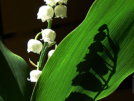 du Mas Roc Maria - Un beau bouquet de muguet pour ce 1er mai!!