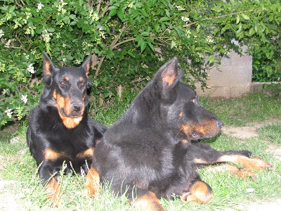 du Mas Roc Maria - CACIB de Mâcon