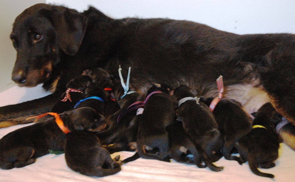 du Mas Roc Maria - NAISSANCE DES 12 CHIOTS DE PEAUDANE