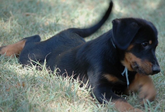du Mas Roc Maria - Nouvelles photos dans l'album des chiots d'Habyss