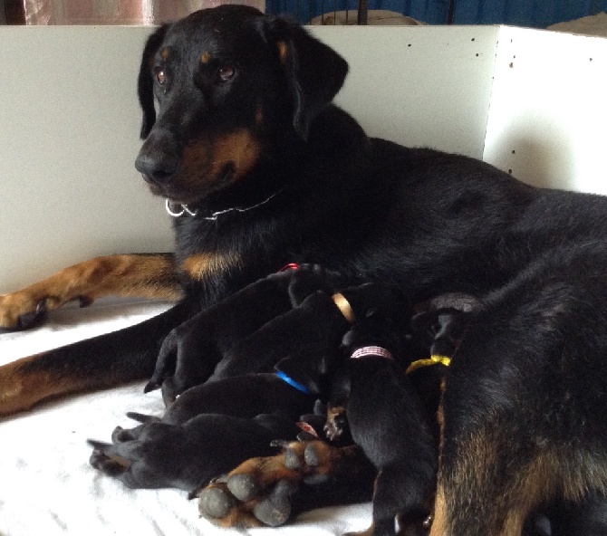 du Mas Roc Maria - Photo des 10 bébés.