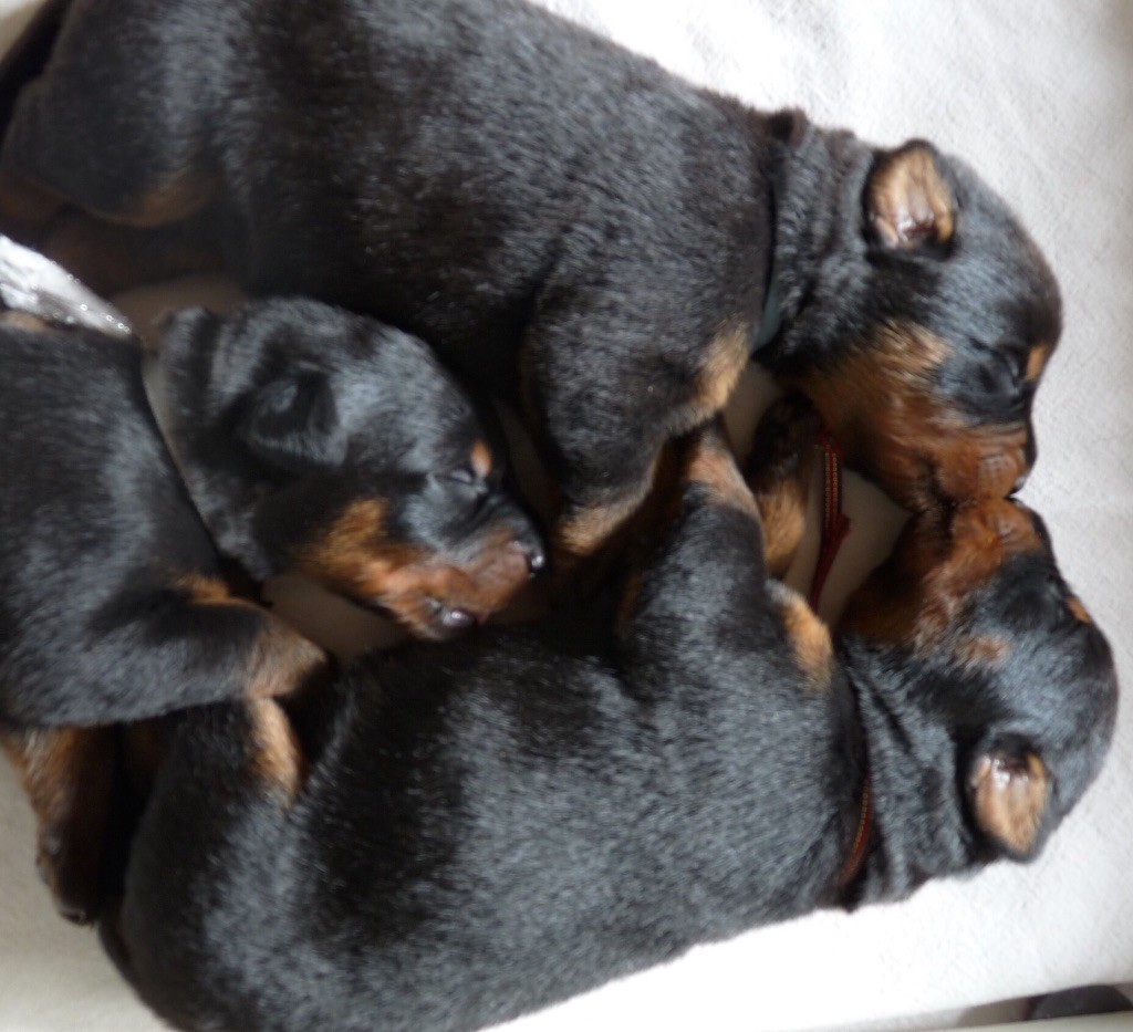 du Mas Roc Maria - Les bébés sont arrivés le 26 novembre, 4 mâles et 5 femelles.