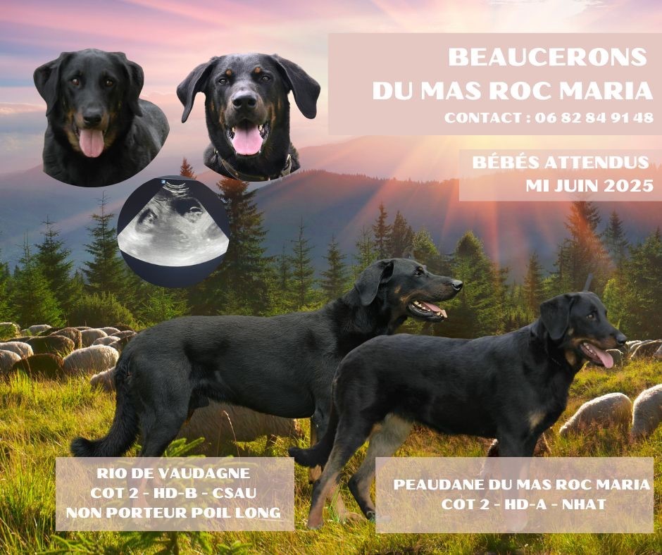 Bientôt des bébés!!!!!