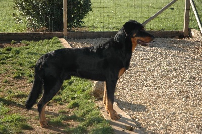 du Mas Roc Maria - Exposition de Martigues, CACS et spéciale de race beauceron