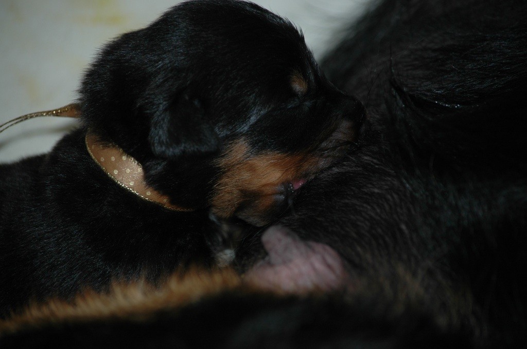 Les bébés d'Image et de Cap Horn