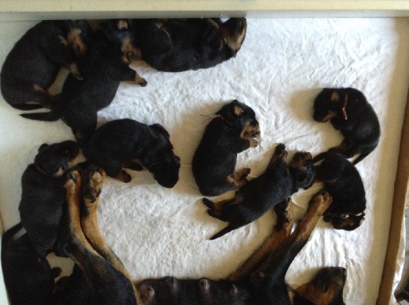 Les bébés d'Habyss et de Cap Horn à deux semaines
