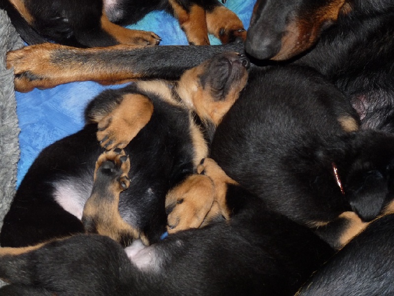les bébés de 5 à 6 semaines