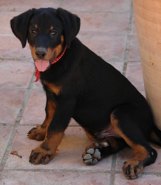 Les chiots d'Habyss à 2 mois