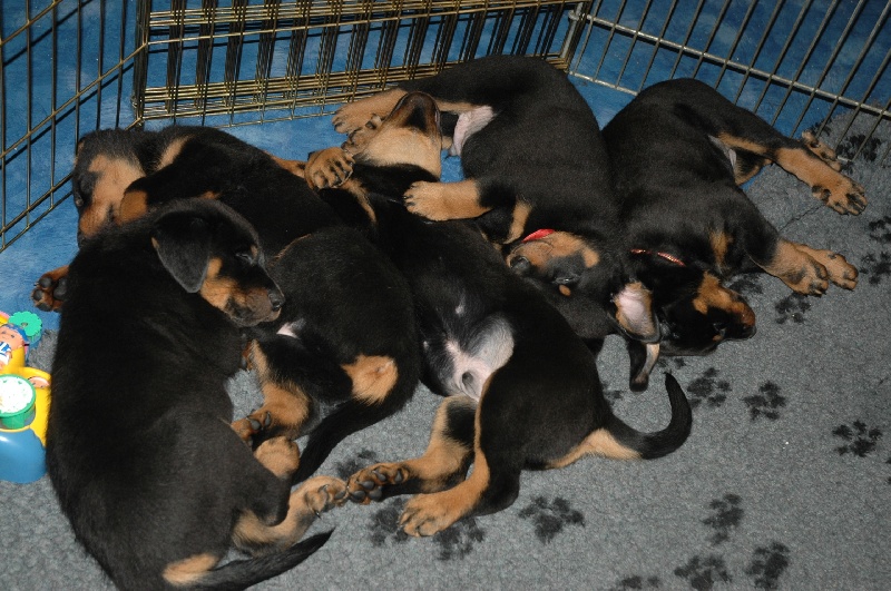 Chiots Arkane/ Océan