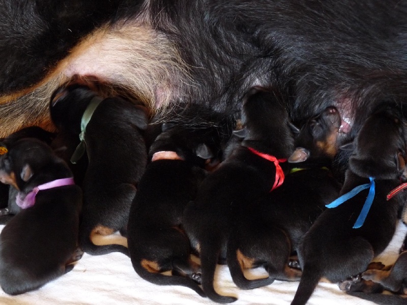 Les bébés de Fairlady.