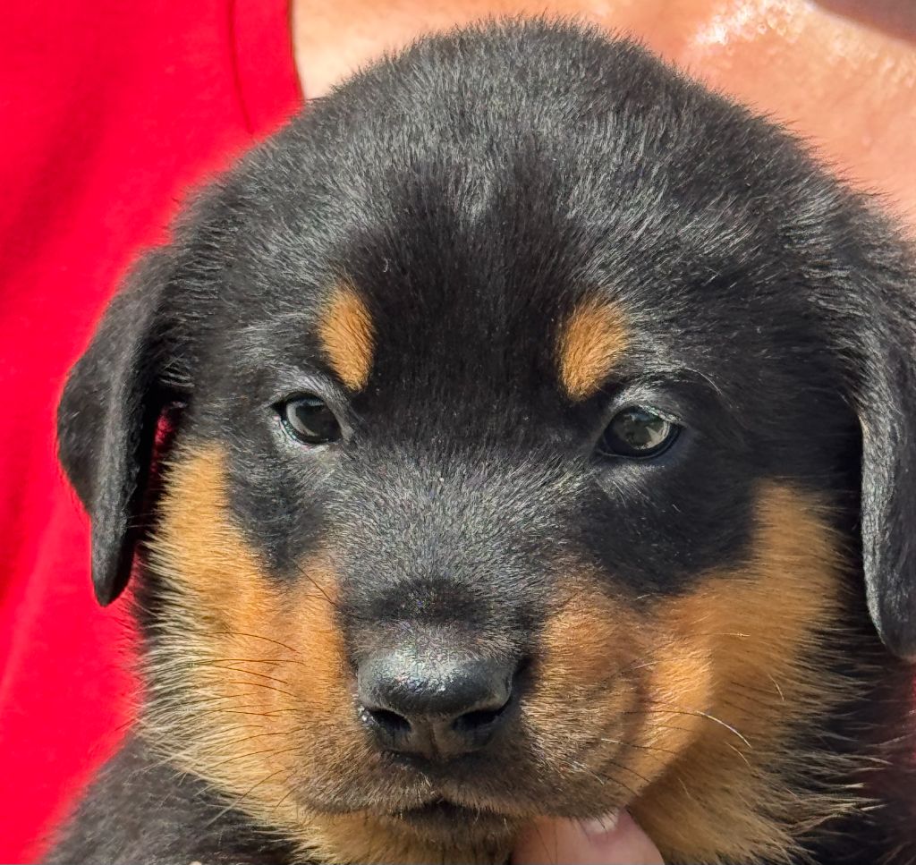 du Mas Roc Maria - Chiots disponibles - Berger de Beauce