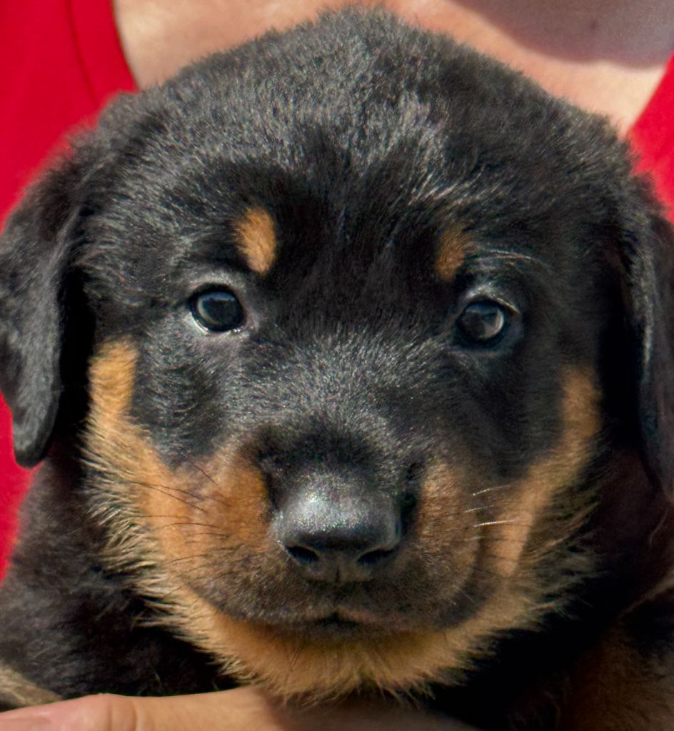 du Mas Roc Maria - Chiots disponibles - Berger de Beauce