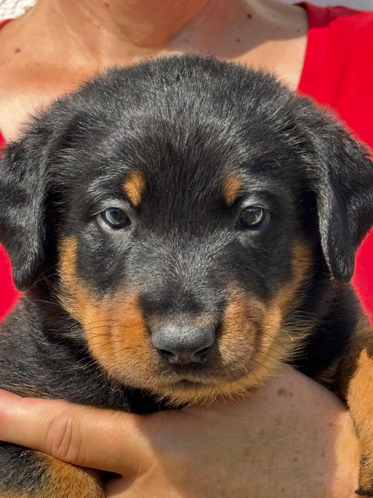 du Mas Roc Maria - Chiots disponibles - Berger de Beauce
