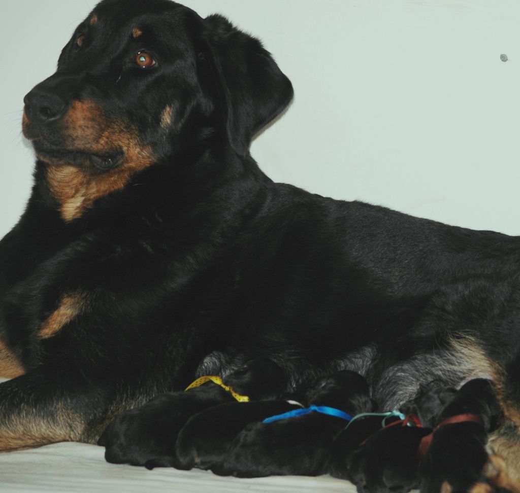 Chiot Berger de Beauce du Mas Roc Maria