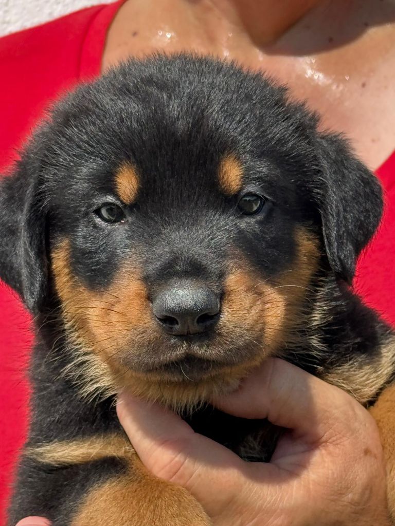 du Mas Roc Maria - Chiots disponibles - Berger de Beauce