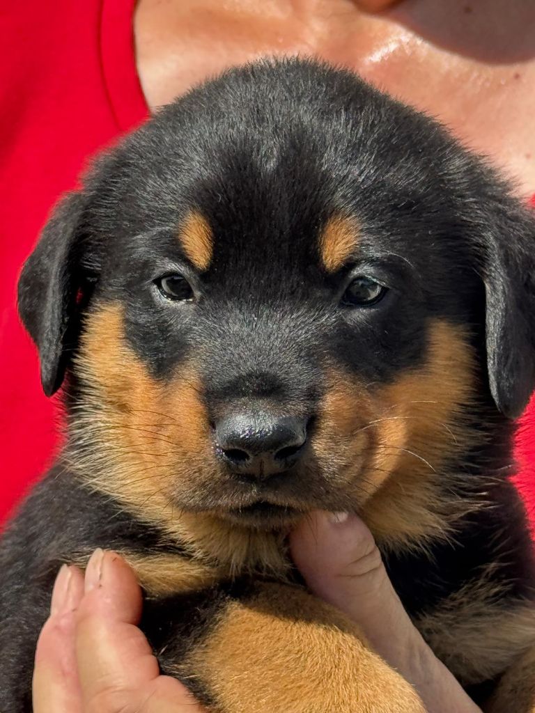 du Mas Roc Maria - Chiots disponibles - Berger de Beauce