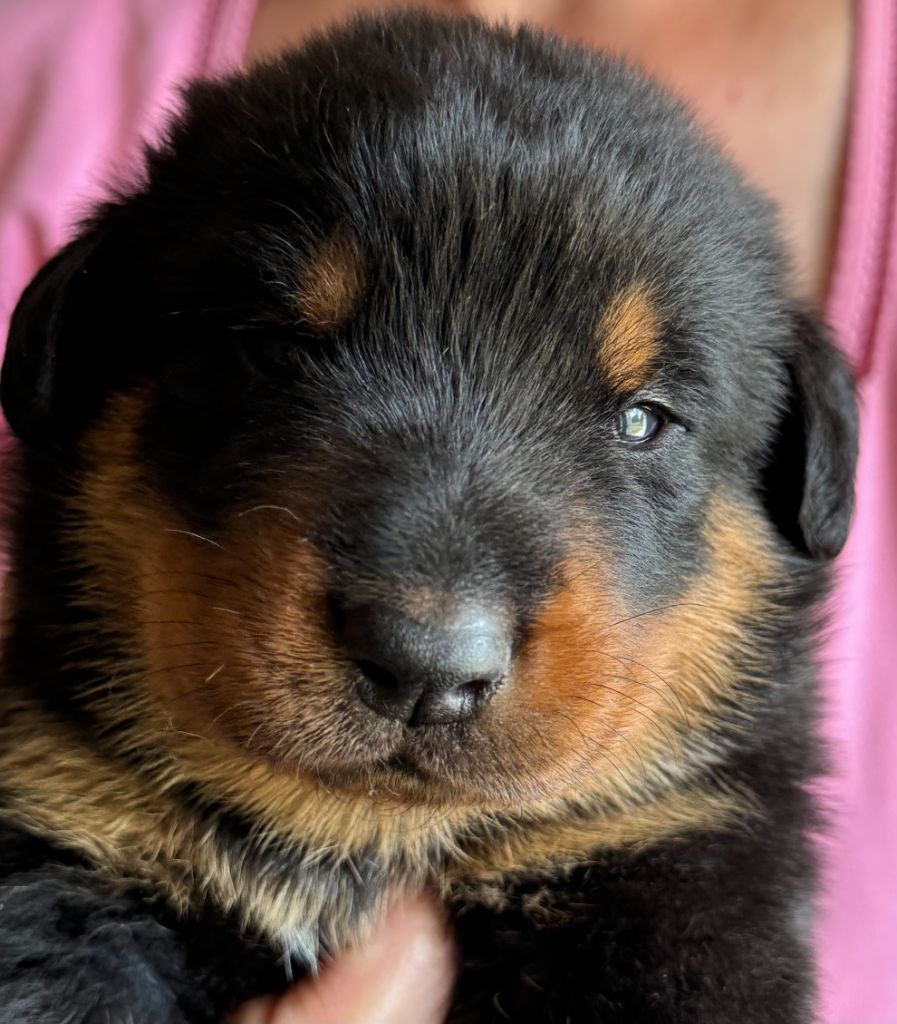 du Mas Roc Maria - Chiots disponibles - Berger de Beauce