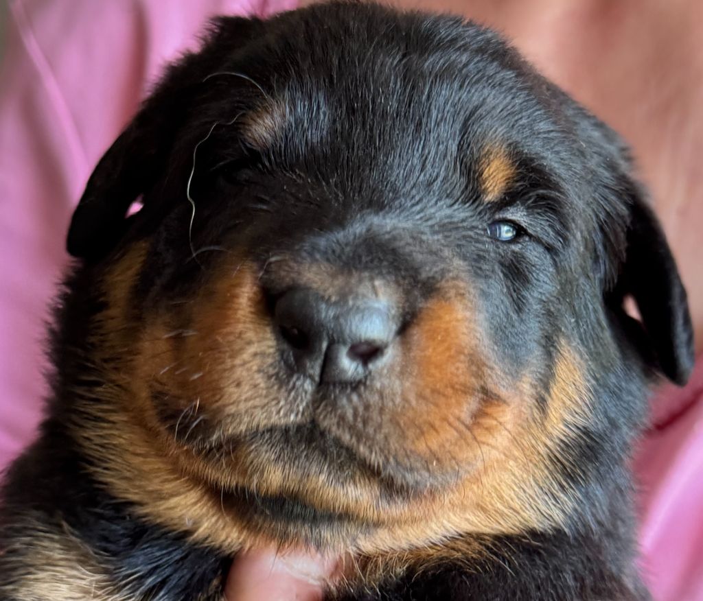 du Mas Roc Maria - Chiots disponibles - Berger de Beauce