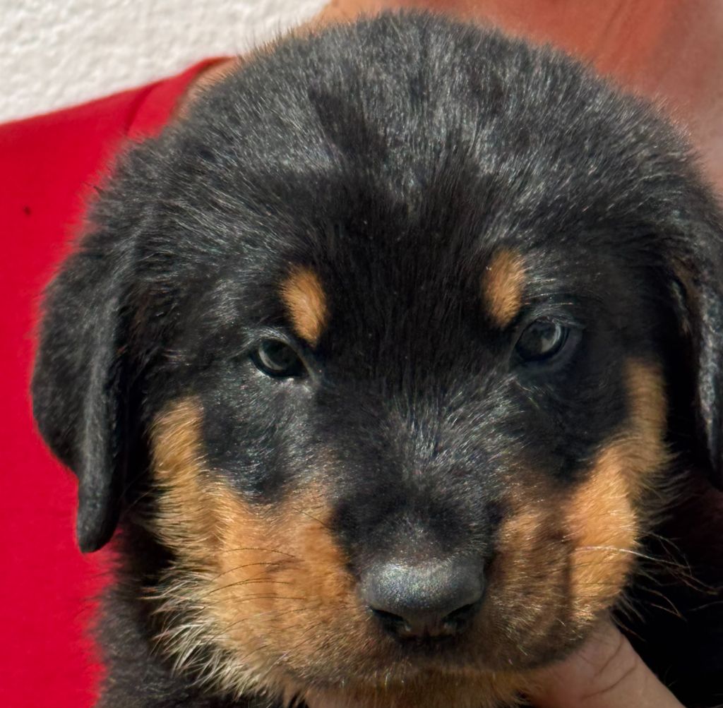 du Mas Roc Maria - Chiots disponibles - Berger de Beauce