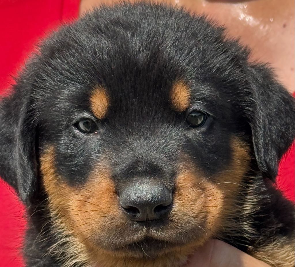 du Mas Roc Maria - Chiots disponibles - Berger de Beauce