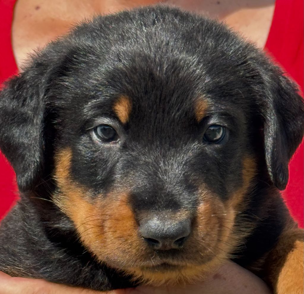 du Mas Roc Maria - Chiots disponibles - Berger de Beauce