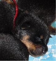 HIRO