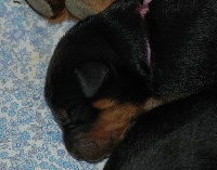 Houchka