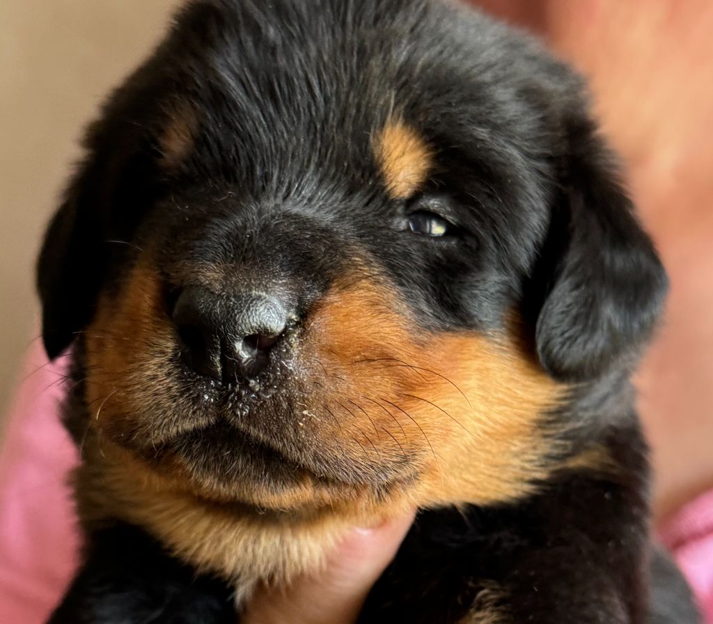 du Mas Roc Maria - Chiots disponibles - Berger de Beauce