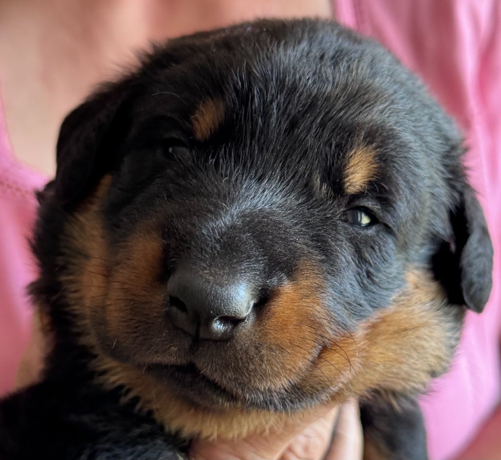 du Mas Roc Maria - Chiots disponibles - Berger de Beauce