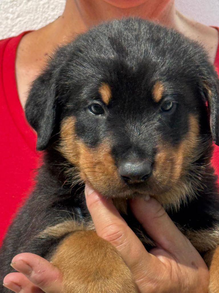 du Mas Roc Maria - Chiots disponibles - Berger de Beauce