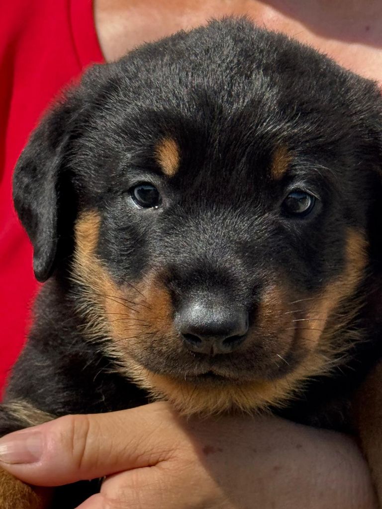 du Mas Roc Maria - Chiots disponibles - Berger de Beauce