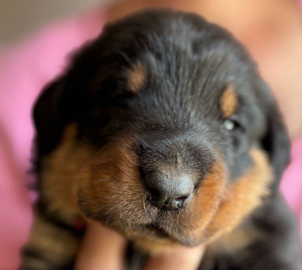 du Mas Roc Maria - Chiots disponibles - Berger de Beauce